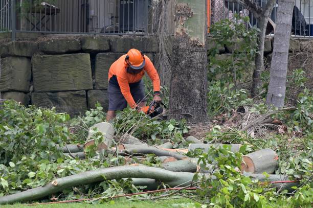  Hamilton College, NY Tree Removal Pros